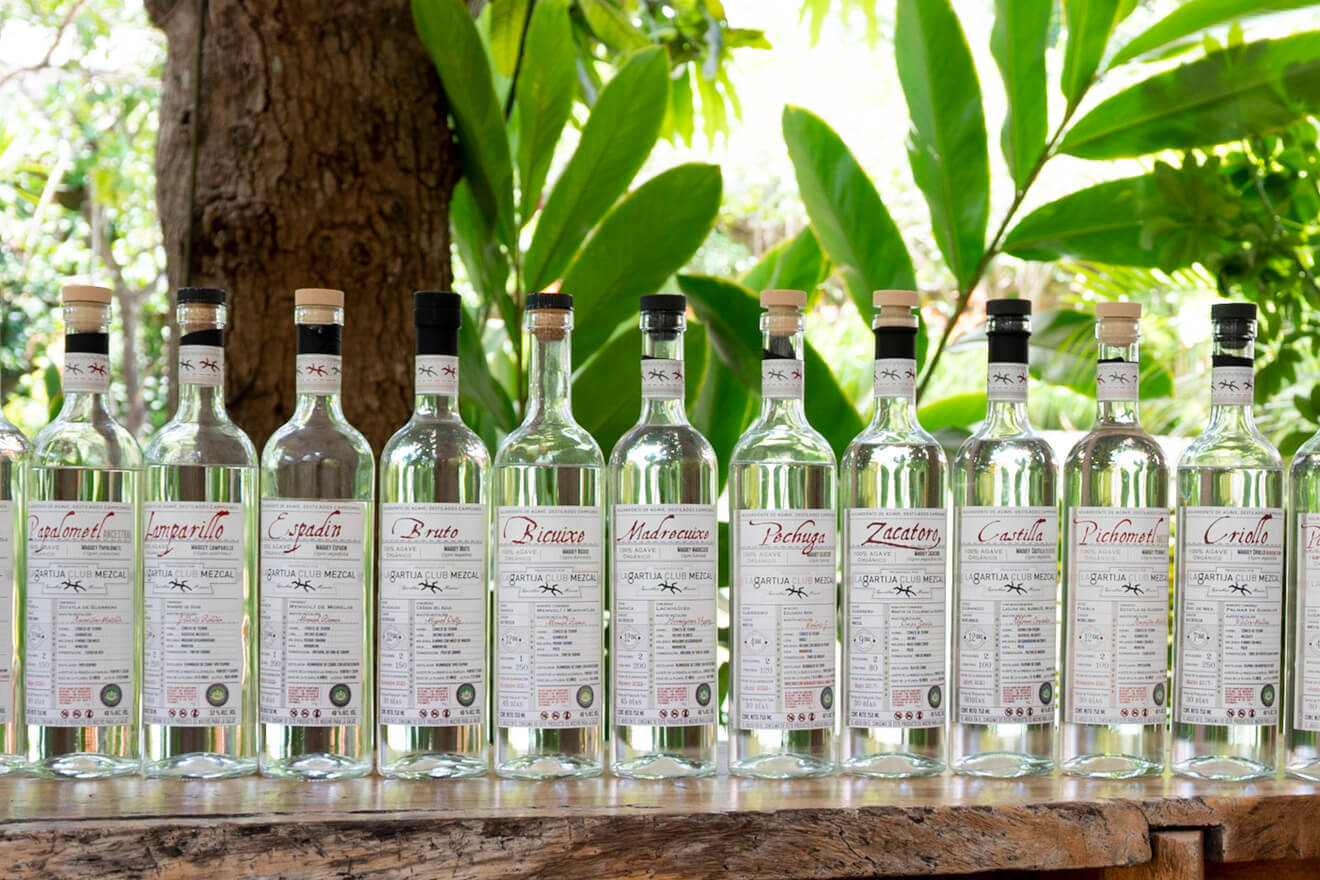 Dégustation de mezcal image 7